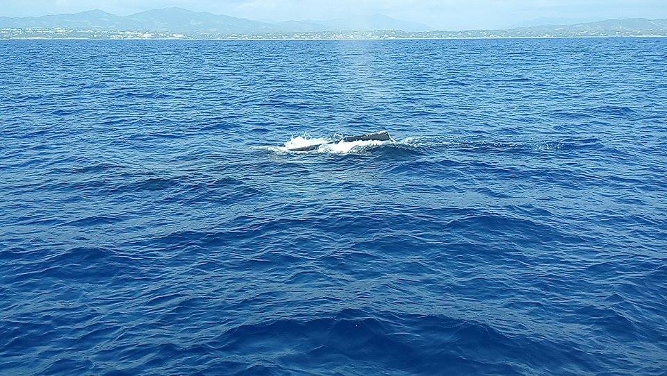 Comienza la temporada de avistamientos de ballena gris en Baja California Sur
