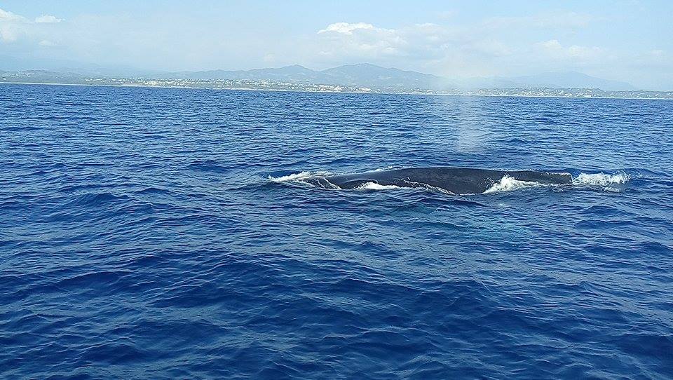 Comienza la temporada de avistamientos de ballena gris en Baja California Sur - ballenas-2