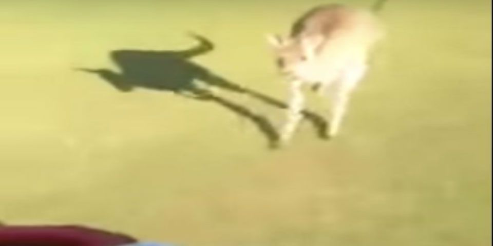 Video: canguro ataca a golfistas