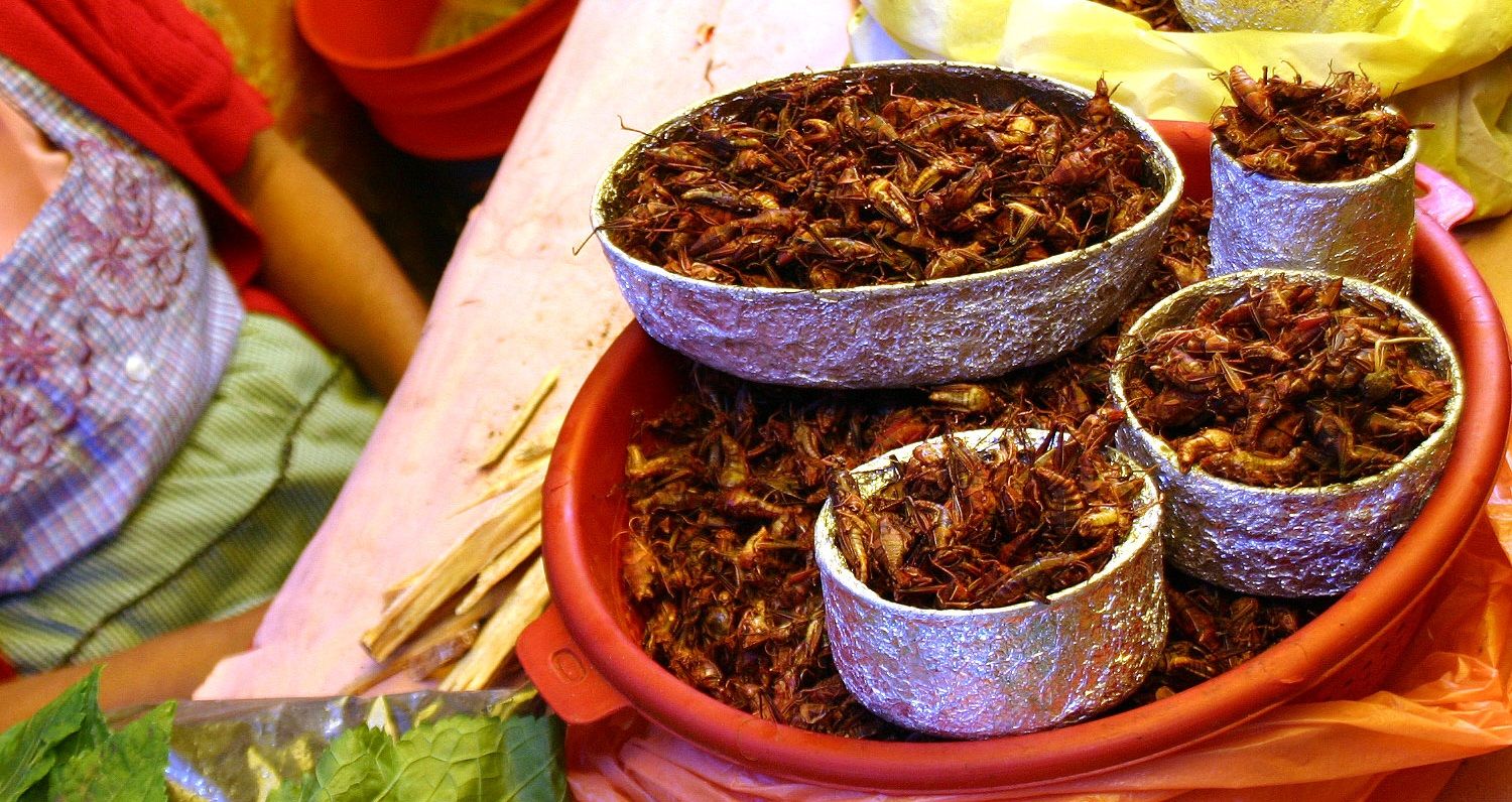 Morelia realizará el Tercer Festival del Chapulín Morelia realizará el Tercer Festival del Chapulín