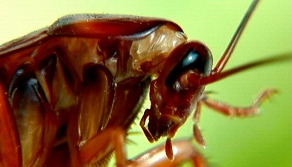 Video: retiran cucaracha viva de cabeza de mujer