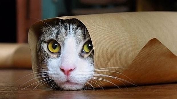 Agradecen a usuarios y gatos no revelar detalles de operativos antiterroristas