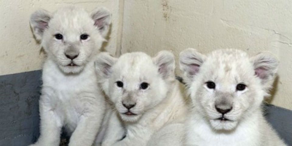 Video: presentan a cachorros de león blanco en Toronto