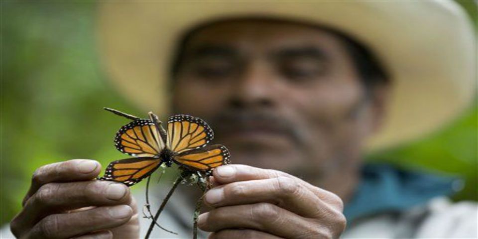 Se estima un incremento de mariposas monarcas
