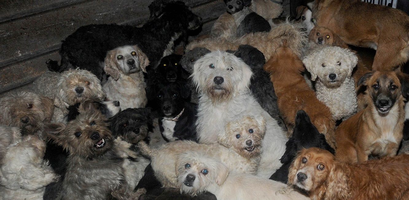 Consignan en Naucalpan a dos personas por maltrato animal