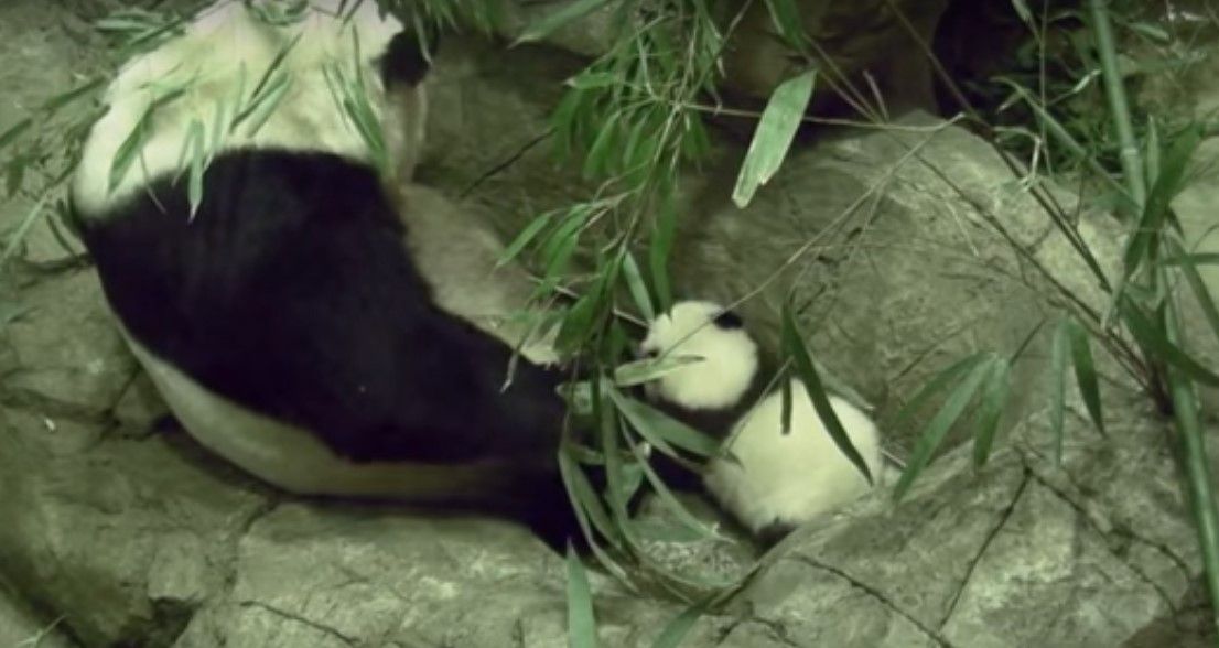 Video: bebé panda da sus primeros pasos