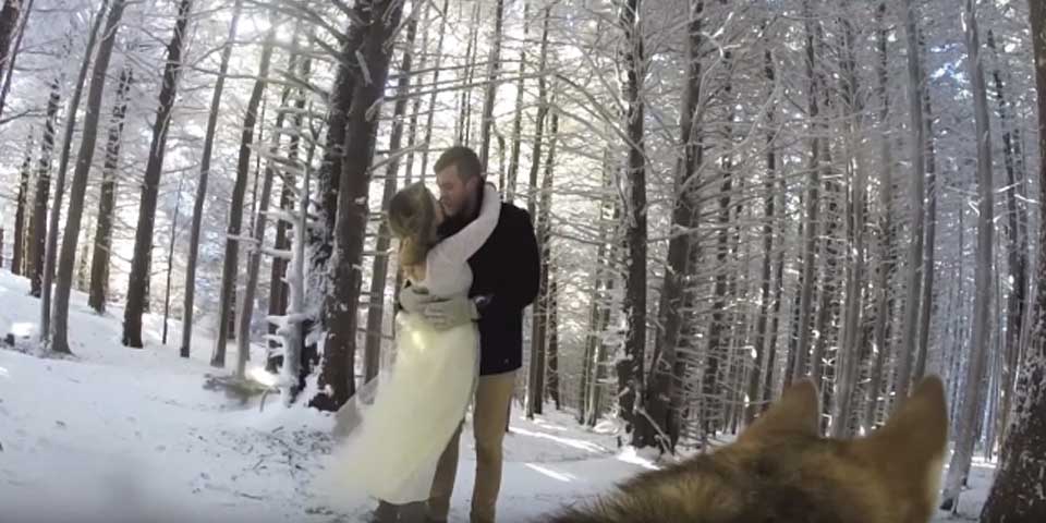 Video: perra graba la boda de sus dueños