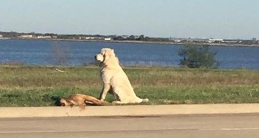 Encuentran a perro cuidando a su amigo muerto