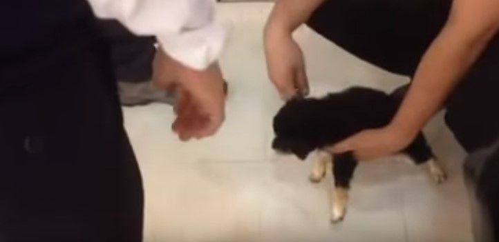 Video: hombre encierra a cachorro en casillero