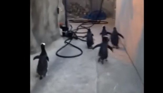 Video: fallida fuga de pingüinos en zoológico