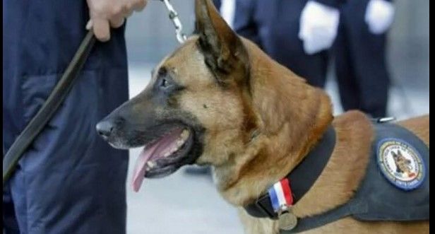 Perro policía muere en redada en París
