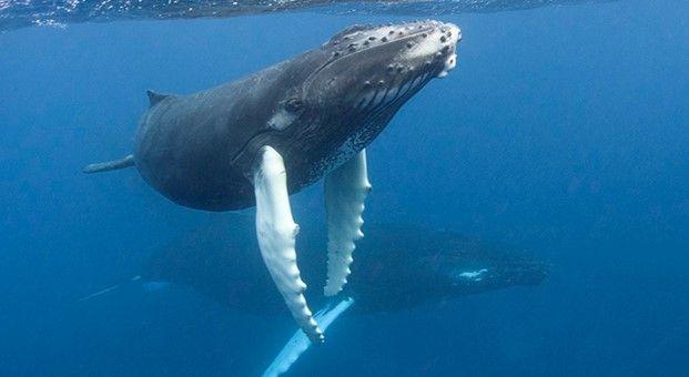 Inicia temporada de avistamiento de ballenas