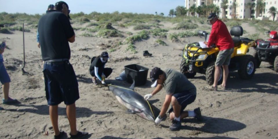 Encuentran cinco delfines muertos en BCS