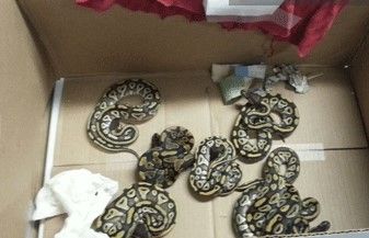 Encuentran 57 serpientes en aeropuerto de Tamaulipas