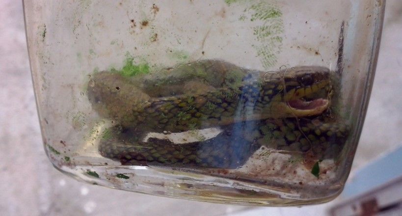 Niño mata a serpiente a mordidas