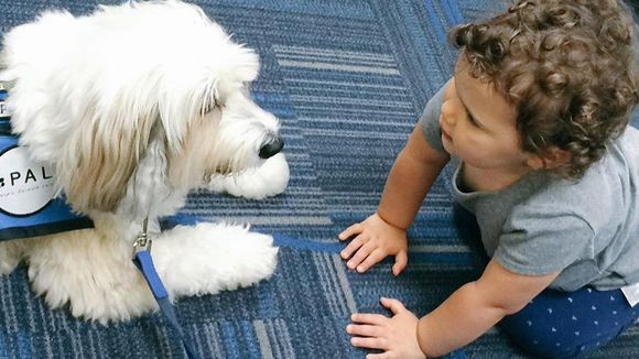 Aerolínea ofrece perros para aliviar el estrés durante vuelos