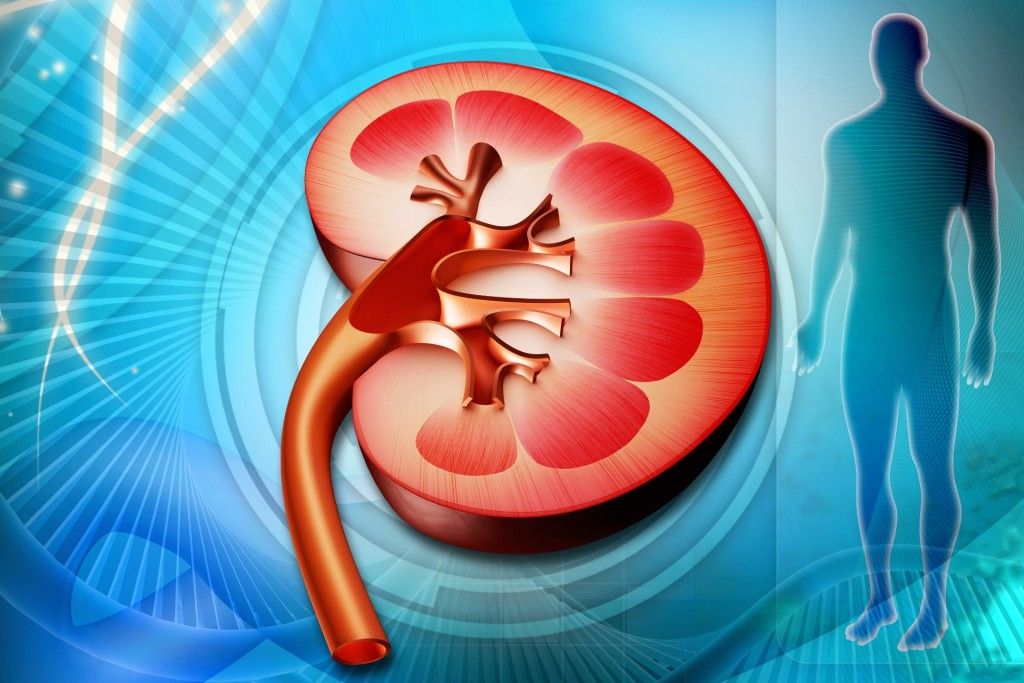 Seguro Social prevé cerrar año con 300 trasplantes renales - Fotolia_42462294_trasplante-renal-1024x683