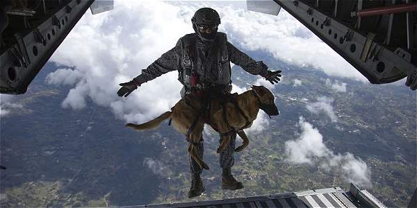 Fuerza Aérea de Colombia entrena a perros paracaidistas