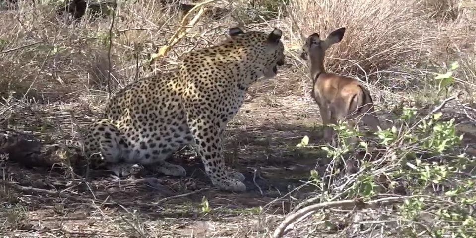 Video: leopardo juega con antílope bebé