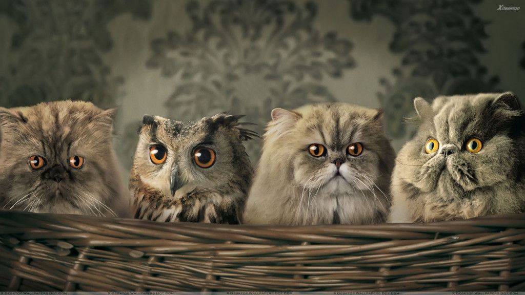 ¿Dónde está el gato? - Little-Cats-And-Owl-in-Basket-1024x576