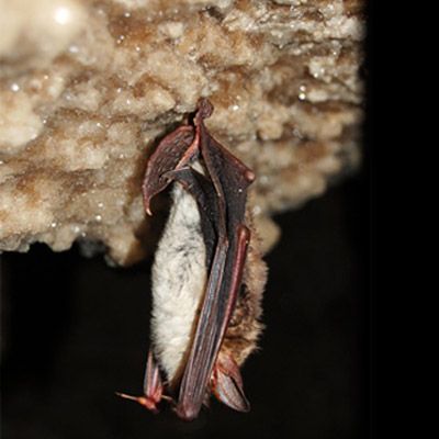 Los beneficios de los murciélagos para la naturaleza - Murcielagos-Conacyt