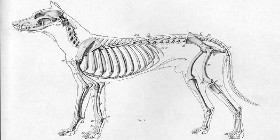 El origen de los perros domésticos está en China