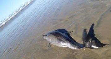 Encuentran 23 delfines varados en playas de BCS