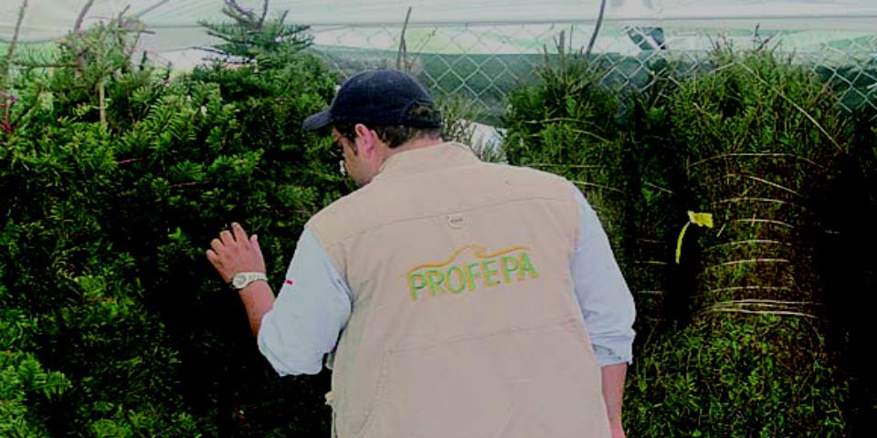 Profepa impide ingreso de 18 mil árboles de Navidad por plaga
