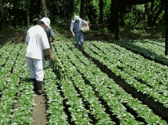 Economía mexicana crecerá 2.5 por ciento este año: CEPAL - Screenshot_182