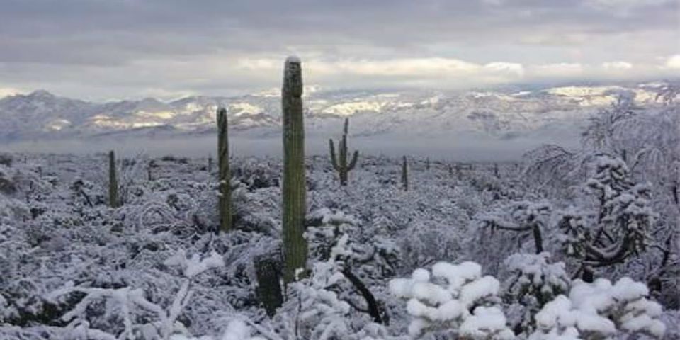 Emergencia en 20 municipios de Sonora por helada severa