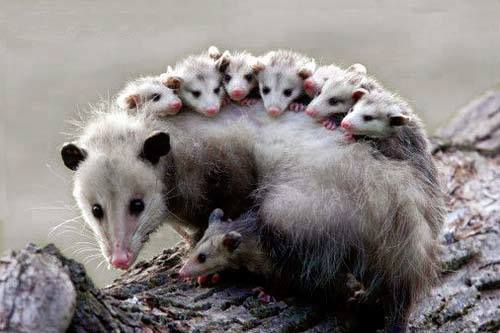 Lo más buscado por los mexicanos en Google - Tlacuache-crias