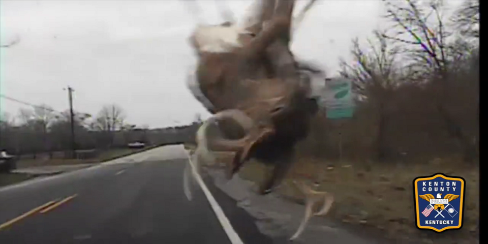 Video: impactante choque entre automóvil y venado