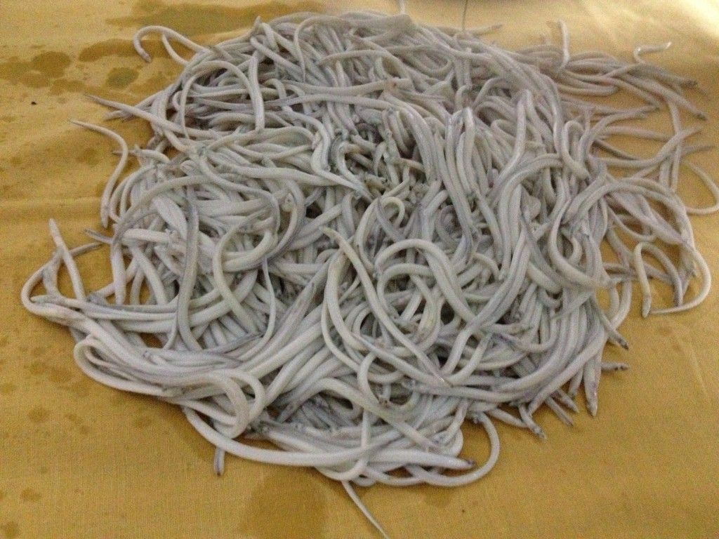 Crean helado de pescado en España - angulas-1024x768