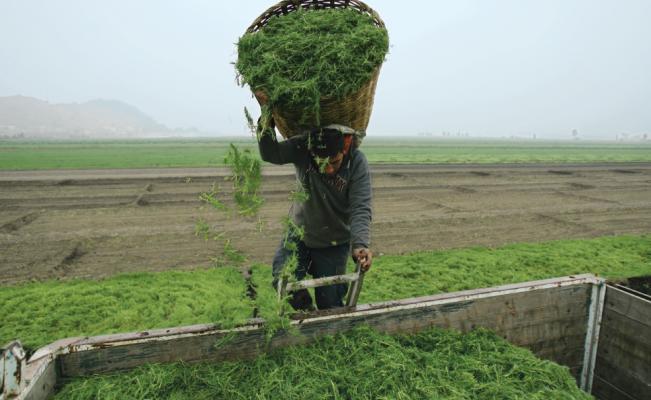 Tláhuac y Xochimilco los mayores productores de romeritos - especial-a14-10_Drupal-Main-Image.var_1450765792