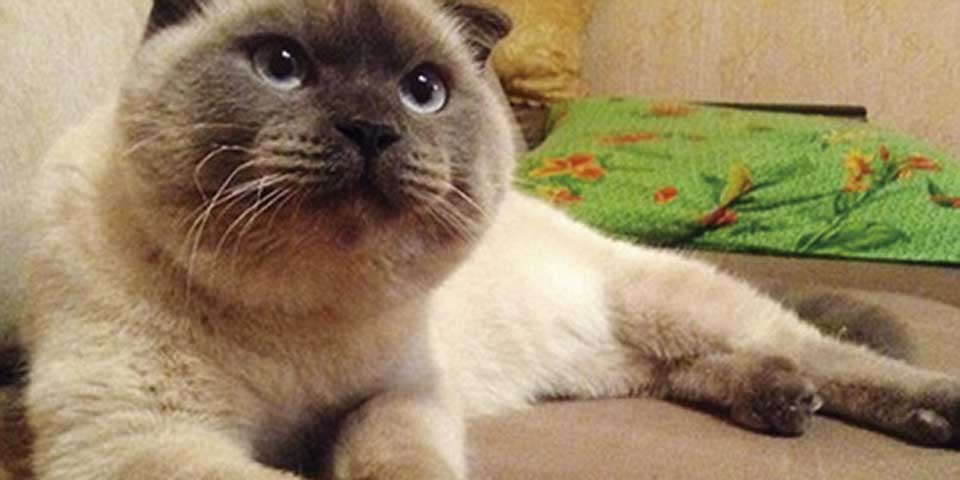 Ciudad siberiana busca que gato sea su alcalde