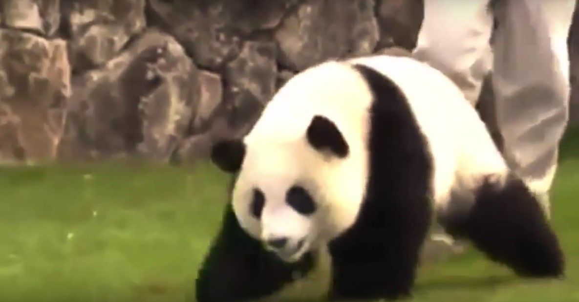 Video: intentan controlar a panda caprichoso