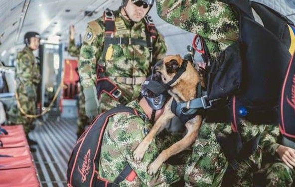 Fuerza Aérea de Colombia entrena a perros paracaidistas - perra-paracaidista-1-e1449097372799