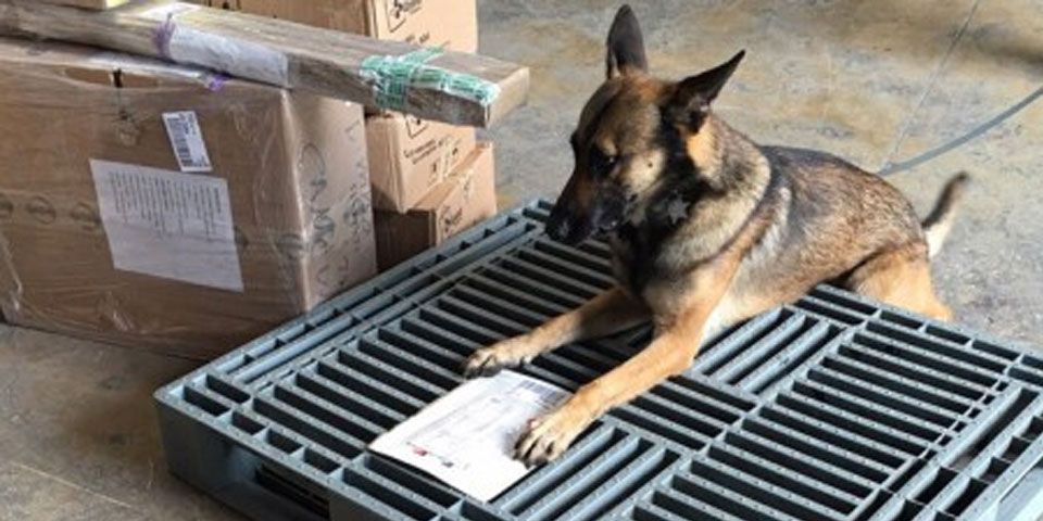 Encuentran mariguana en empresa de paquetería de Cancún