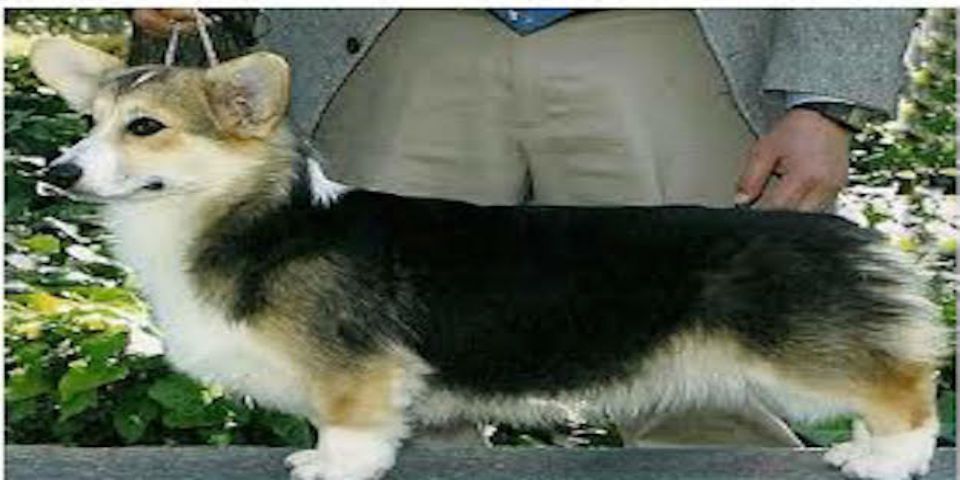 Perra enviada a Misisipi aparece en Hawaii