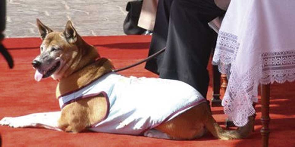 Hombre podría ir a prisión por insultar a la perra del rey de Tailandia