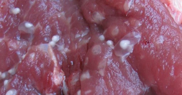 Cisticercosis puede generar ceguera y parálisis - podemos-1991980