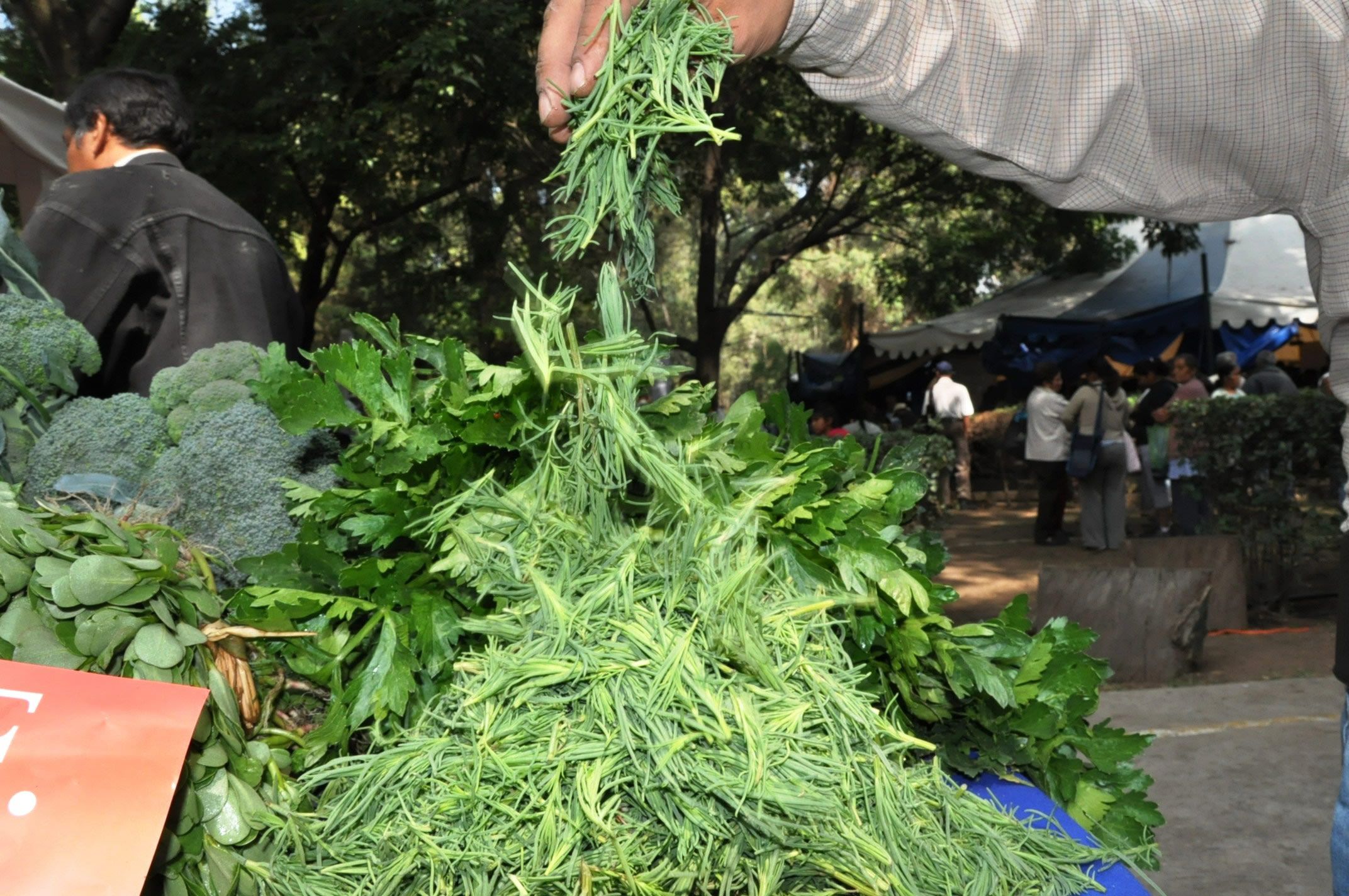 Tláhuac y Xochimilco los mayores productores de romeritos - romeritos