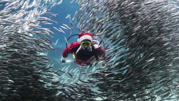 Captan a Santa Claus nadando entre sardinas