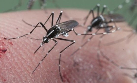 Guatemala confirma 29 casos de Zika