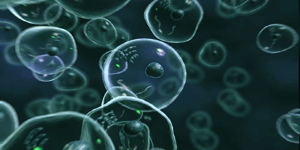 El núcleo celular es la clave para contener el cáncer El núcleo celular es la clave para contener el cáncer