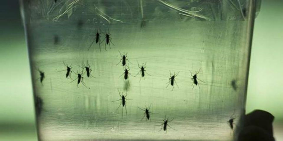 Confirman en Ecuador 22 casos de Zika