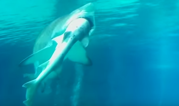 Video: tiburón se come a otro en acuario