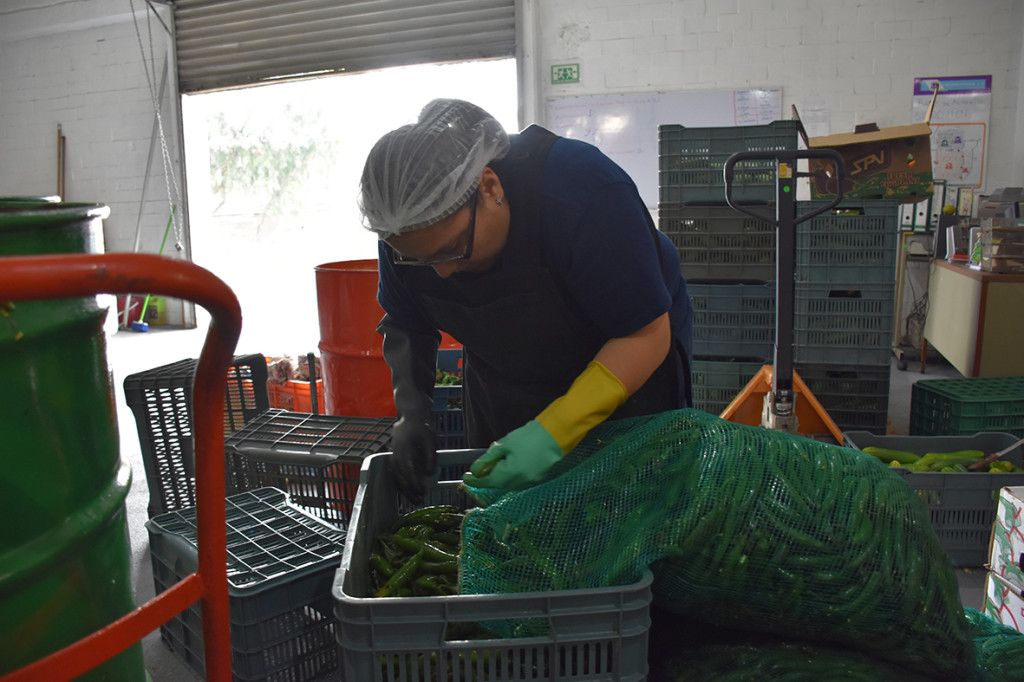 México desperdicia el 37 por ciento de sus alimentos: FAO - Desperdicio-de-Alimentos-1024x682