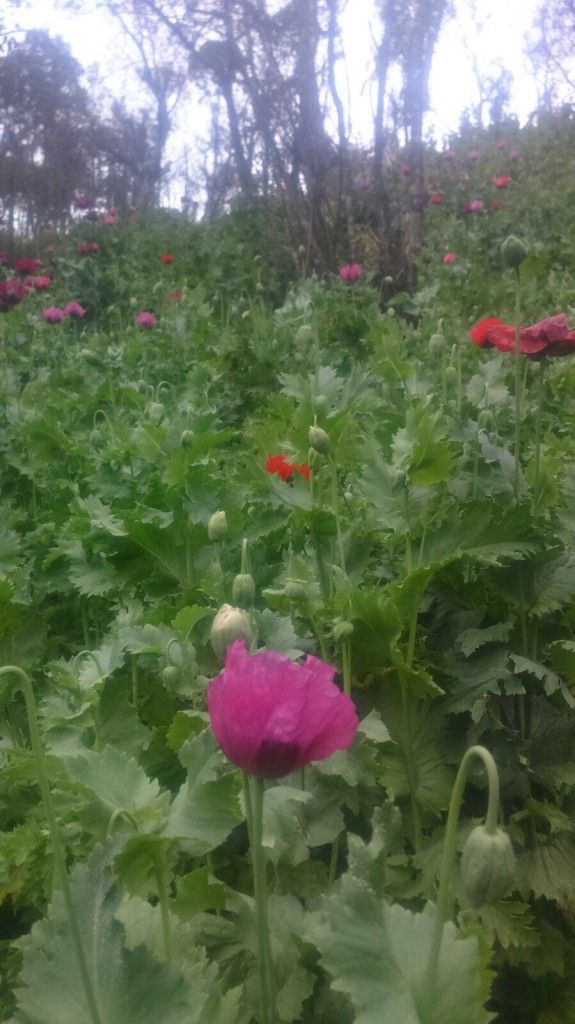 Policía Federal destruye dos sembradíos con 3 millones de amapolas - IMG-20160120-WA051-575x1024
