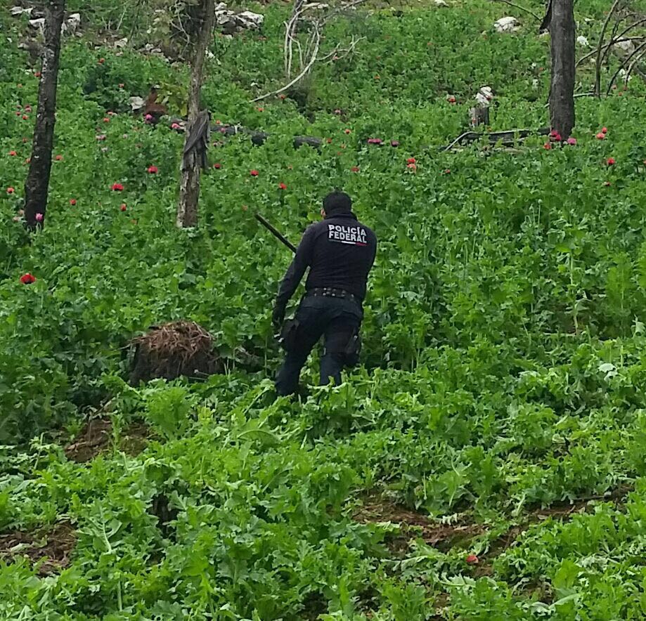 Policía Federal destruye dos sembradíos con 3 millones de amapolas